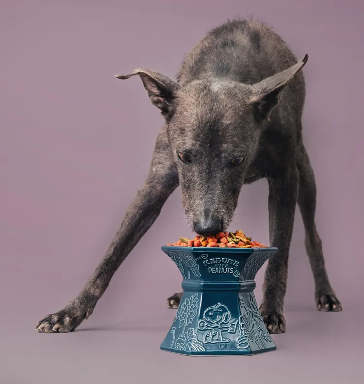 日食荷香寵物陶瓷高腳碗，售價680元，12/22上市，可不可熟成紅茶。業者提供