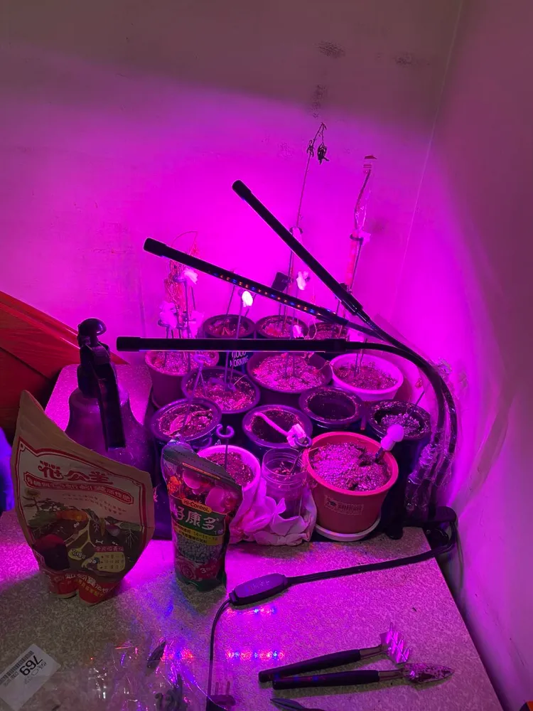 吳姓男子在新興區大樓租屋處培育大麻。讀者提供