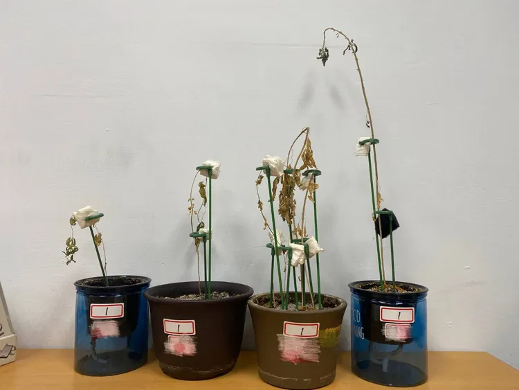 吳姓男子培育出的大麻。讀者提供