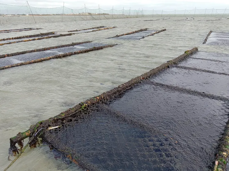 講美碼頭以東到坪歧嶼之間的阻浪作用，最有利於附苗，堪稱全澎湖紫菜養殖最成功的區域。翻攝畫面