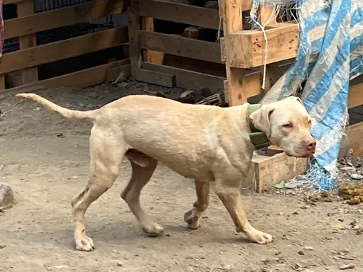 比特犬未登記、絕育飼主可罰50萬 屏東還有3成沒結紮