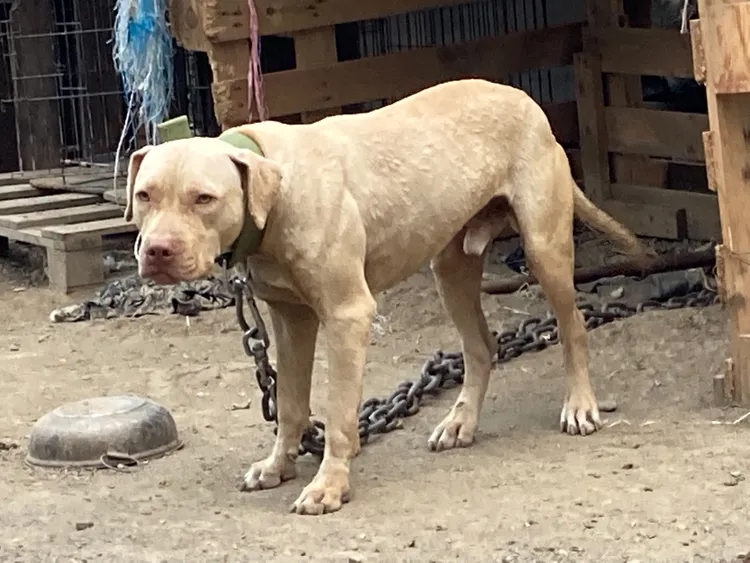 比特犬。資料照片