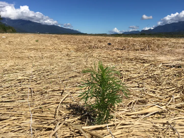 稻草蓆覆蓋工法。台東縣府提供