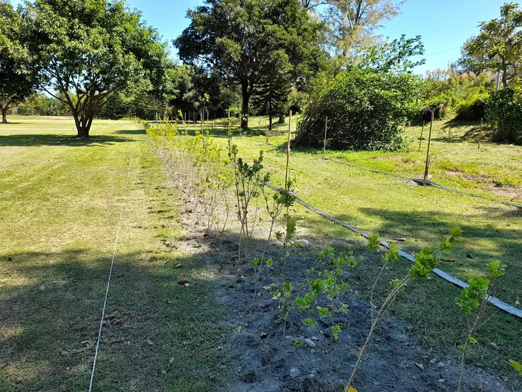 樹苗種植。台東縣府提供