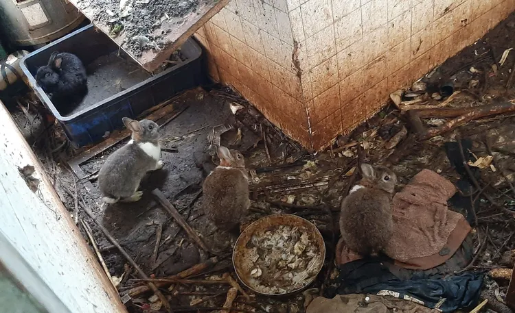 現場的兔子。平鎮警分局提供