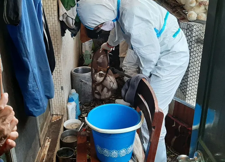 動保處人員到場抓兔子送安置。平鎮警分局提供