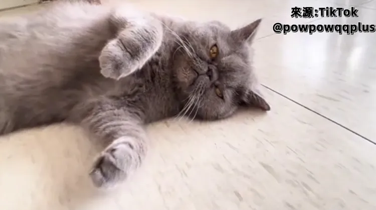 偶是俄羅斯藍貓，貴族貓咪之稱。TilTok@powpowqqplus 提供