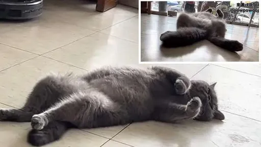 知道傲嬌你還手賤調戲 被咬痛痛就活該而已