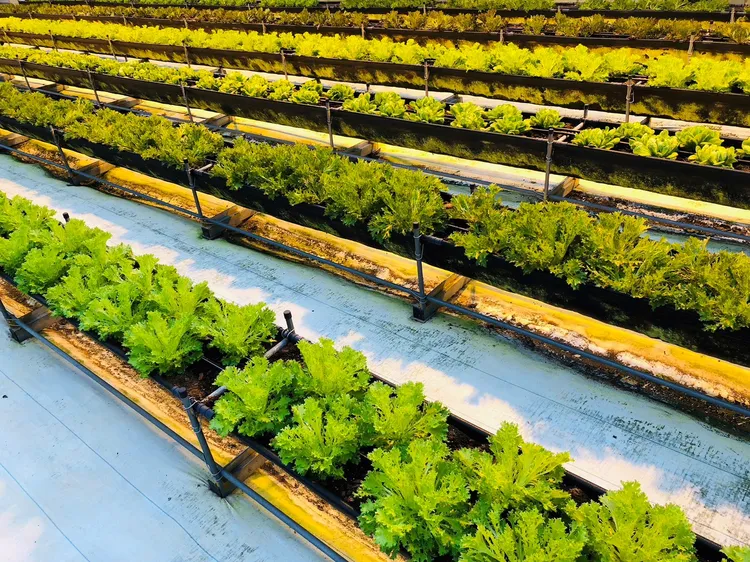 吳寮溫室農場採用智慧農業種植荷蘭萵苣。新北市農業局提供