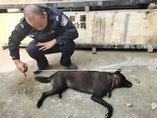 中国狗「毒杀产业链」曝光 警查获逾800公斤毒狗肉