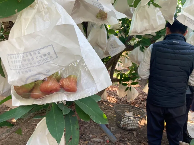 果樹上的套袋，落果多多。陳宏銘攝