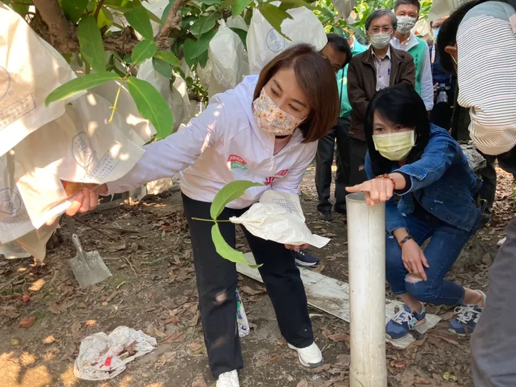 周春米在蓮霧園穿梭，看著樹上套袋多是落果。陳宏銘攝
