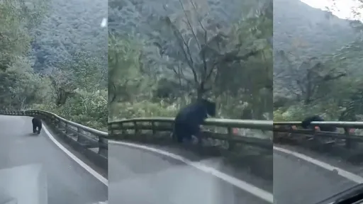 台灣黑熊「南橫跑酷」影片瘋傳 這隻不是工讀生!專家這樣看