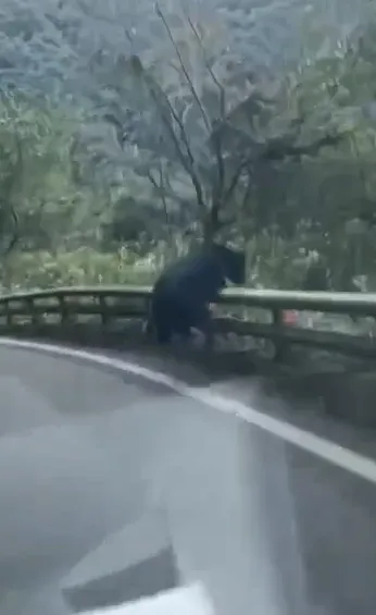 南橫公路熊出沒。取自記者爆料網