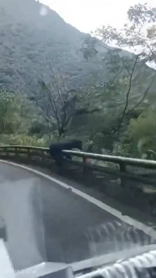 黑熊跨越護欄。取自記者爆料網