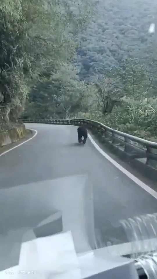 台灣黑熊在馬路上奔馳。取自記者爆料網