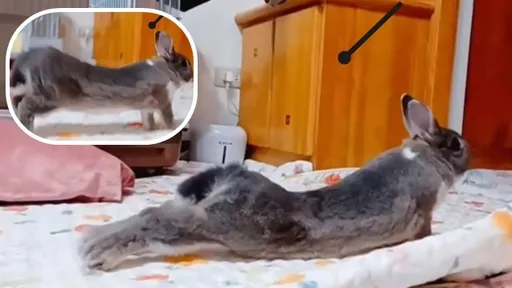 原來兔子這麼「長」！大伸懶腰秀超軟筋骨　網友打趣：兔瑜伽什麼時候開班