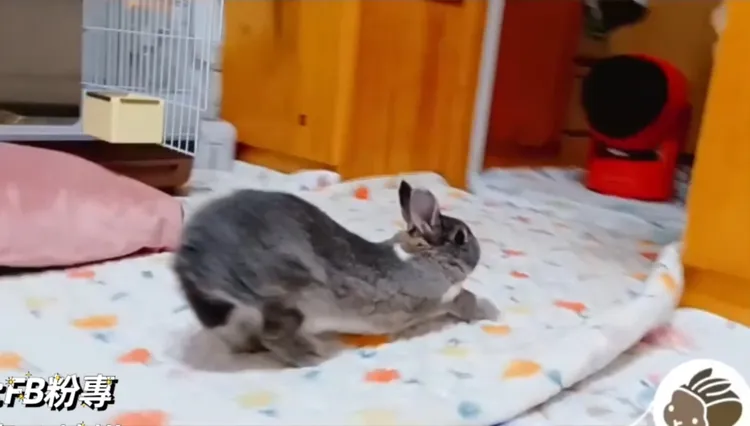 瞧瞧我圓滾滾的翹臀。FB粉專：《一塊兔。糖糕》 提供