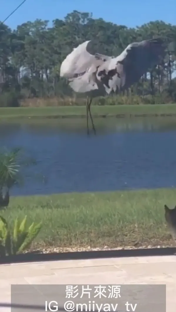 除了在地上走，我還會飛。IG @miiyav_tv 提供