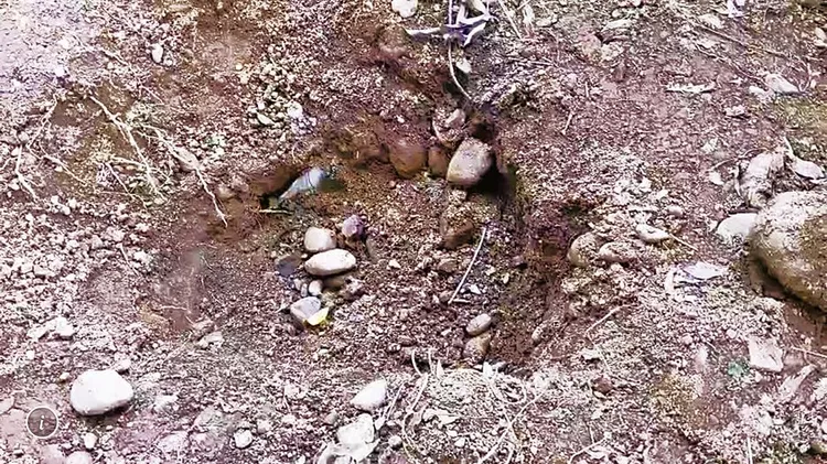 女童屍骨在南投名間鄉大樹旁被找到。讀者提供