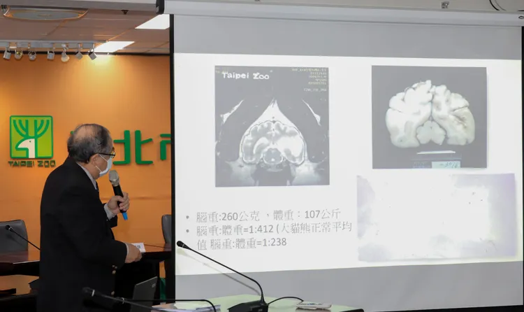 團團左腦明顯萎縮。鄭孟晃攝