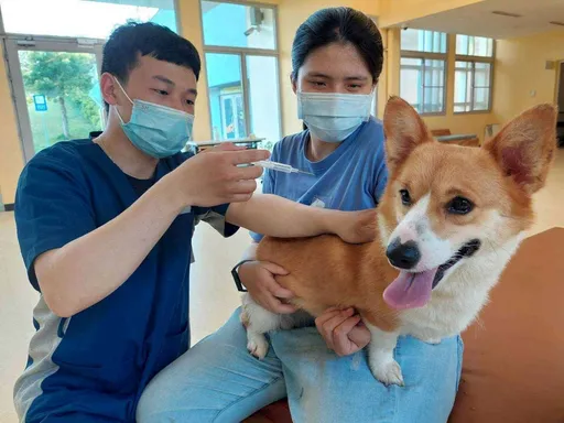 毛孩也是家人!寵物登記做得好 毛孩走失免煩惱