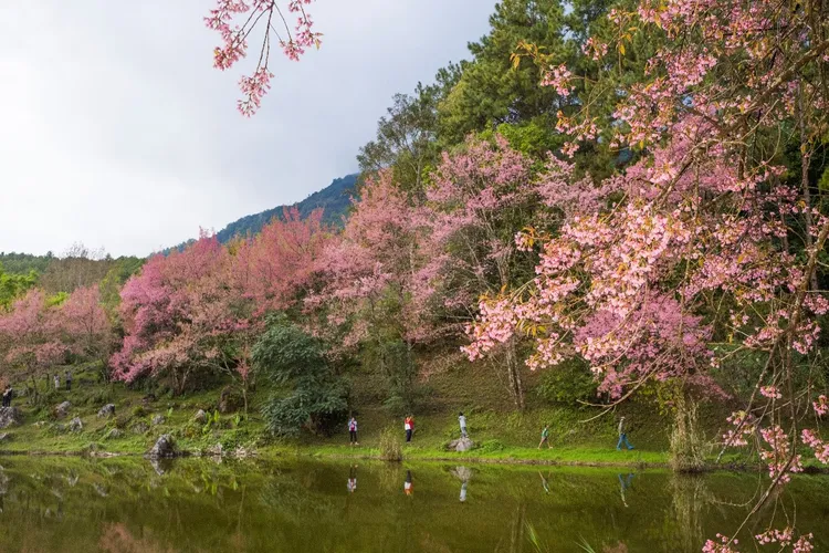 涼季的清邁，正是百花齊放的時節，旅客可以開啟賞花行程。泰國觀光局提供