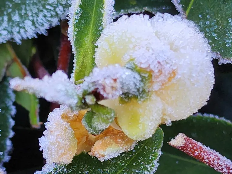 花朵上都結上一層層的薄霜。民眾提供