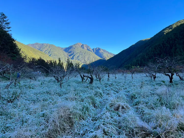 今晨寒流在發威，武陵農場園內草地上都結霜形成銀白世界。民眾提供