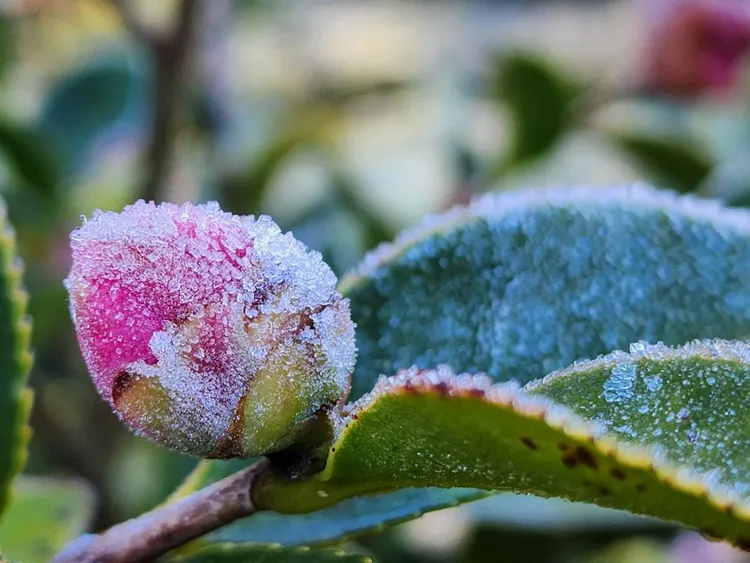 低溫使園內茶花花朵上都穿上一層冰衣。民眾提供