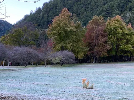 絕美圖輯|零下1.5度的銀白世界 武陵農場刷滿「糖霜」