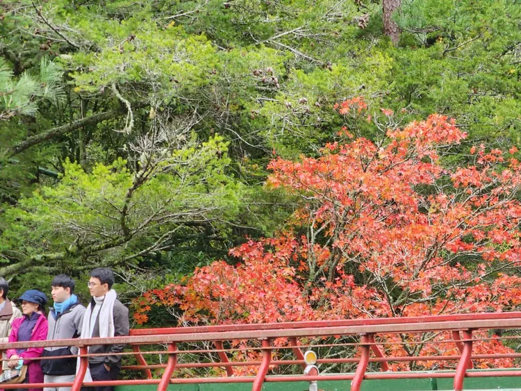 寒流到來，原本的楓紅情景更加美麗。民眾提供