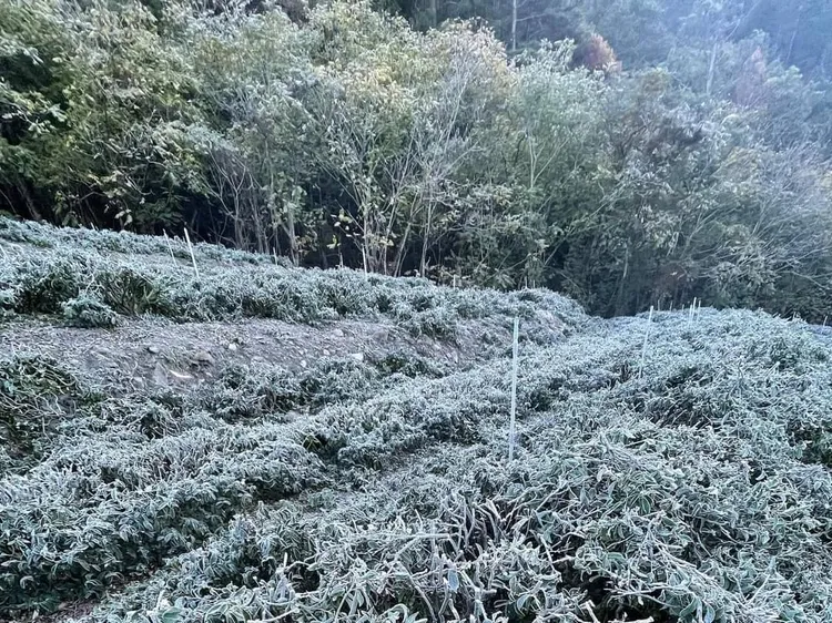 茶園內的葉片上也都結上厚厚的冰霜。民眾提供