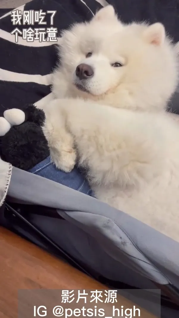 薩摩耶犬個性溫和，可愛溫馴被稱為「微笑天使」。IG @petsis_high 提供