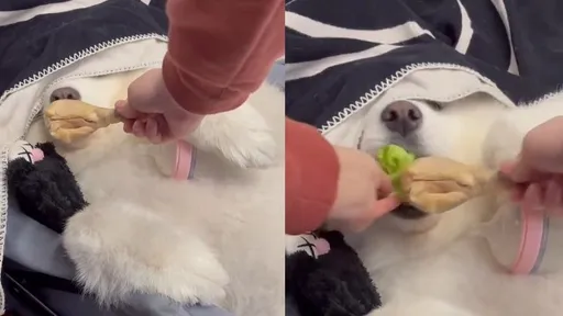 狗狗夢中被餵食 聞起來像雞腿怎麼吃到菜?網笑:吃了一個寂寞