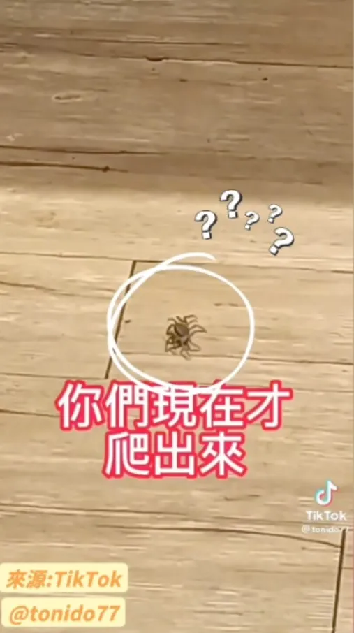 螃蟹表示：我當然是要等你們吃飽飽才爬出來，難道還讓你們加菜不成？！。TikTok@tonido77 提供