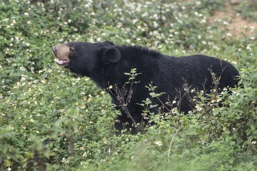 南韓非法養殖熊脫逃釀2人死 當局徹查漏網農家