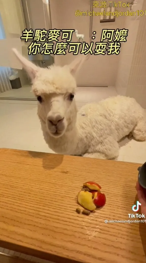 另一個杯子裡竟藏了蘋果。TikTok@michaelandjordan101 提供