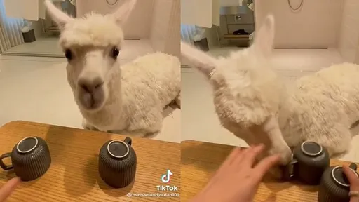 萌獸羊駝化身賭神「逢賭必吃」　真相揭曉崩潰了