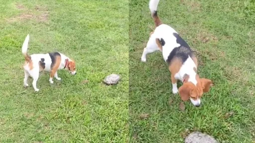 超大烏龜頭一縮 狗狗緊盯看牠搞什麼鬼