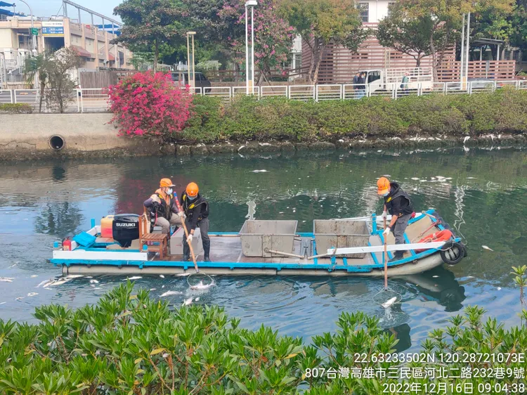 環保局今派員打撈幸福川裡的魚屍。高市環保局提供