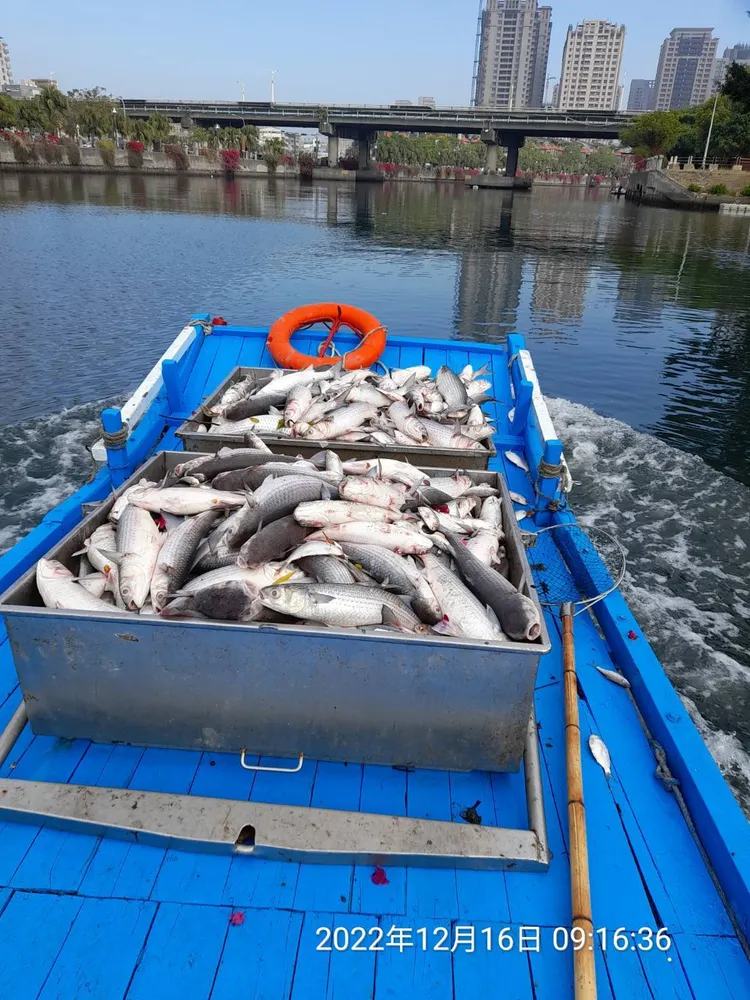 環保局今派員打撈幸福川裡的魚屍。高市環保局提供