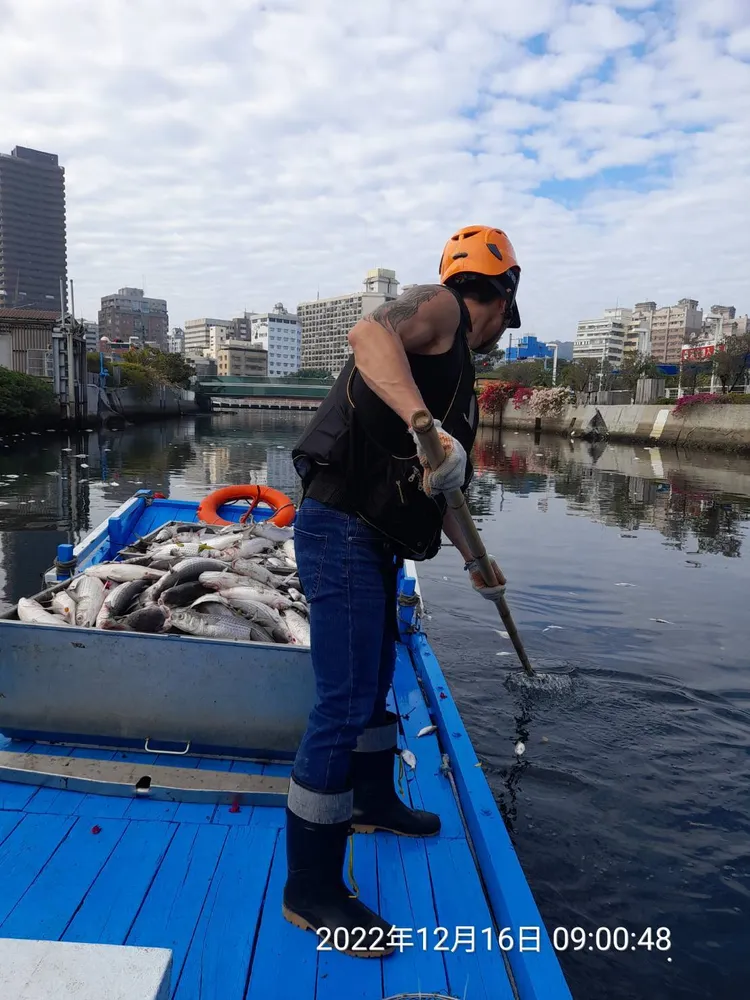 環保局今派員打撈幸福川裡的魚屍。高市環保局提供