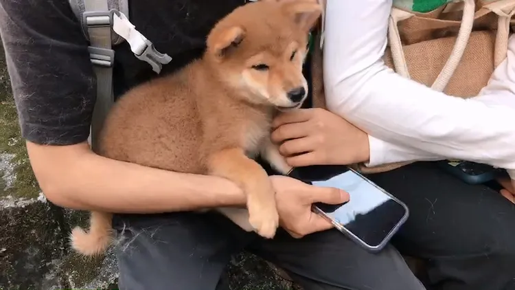 4樓的小柴犬直擊火災現場，嚇得窩在主人懷抱不斷發抖。民眾提供