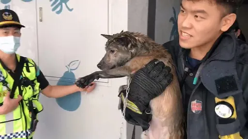 柴柴火場逃生害怕極了!在家留守吹電暖器房子起火 披焦毛討秀秀