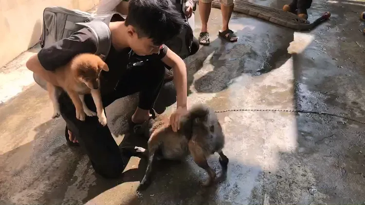 從火場死裡逃生的柴犬看到抱著狗的租戶時，鑽到腳邊不斷撒嬌。民眾提供