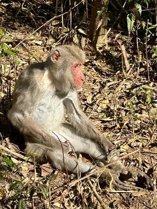 有網友貼出柴山獼猴的「擦槍照」引發討論。翻攝臉書社團高雄柴山樂遊交流