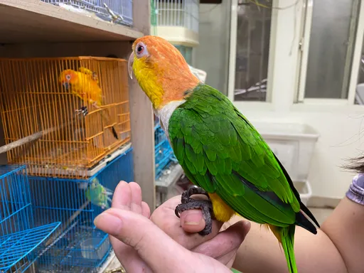 新手飼主快速入門! 新北首創「這五類」動物基礎飼養指引