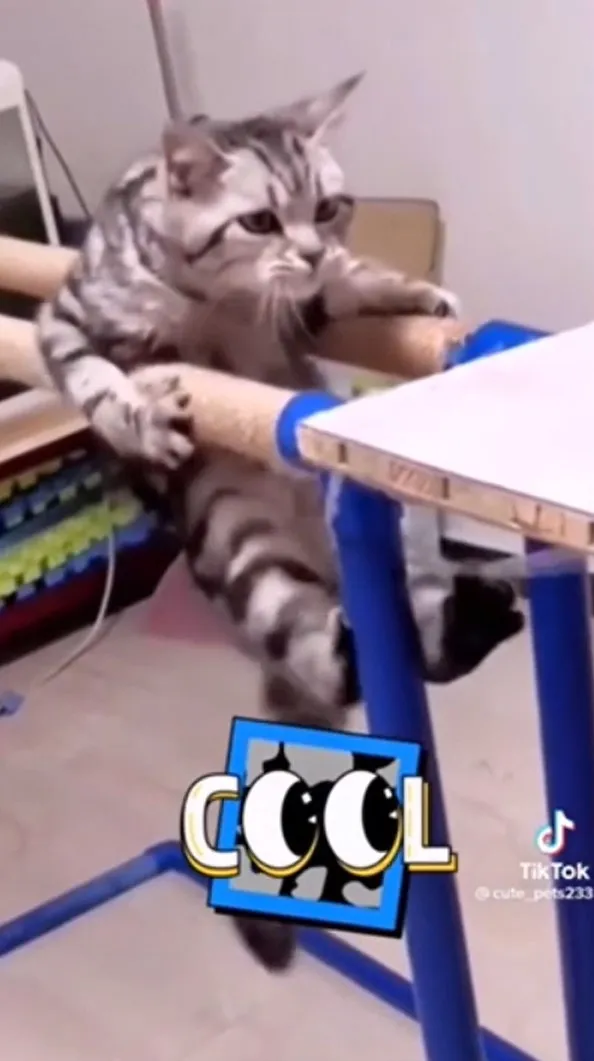 能跳能跑不稀奇，偶會吊單槓，訓練背肌呢。TikTok：@cute_pets233 / 官方網站：https://gosuki.jp/ 提供