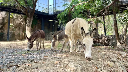 壽山動物園下周五開箱 高雄國小學童免費遊園